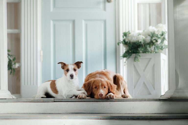 Dogs sitting on the porch of a completely remodeled new home.