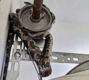 Snake coiled up in spring of a garage door in Huntsville, Alabama - Overhead Door Company of Huntsville 